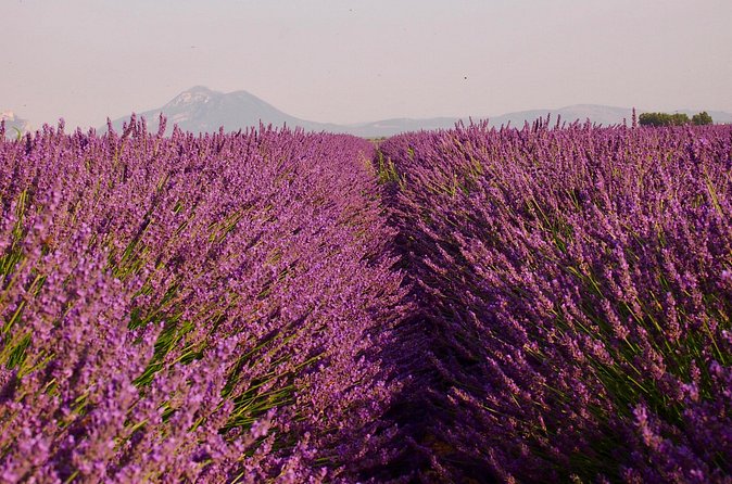 Sunset Lavender Tour in Valensole with pickup from Marseille - Guides Can Make or Break the Evening