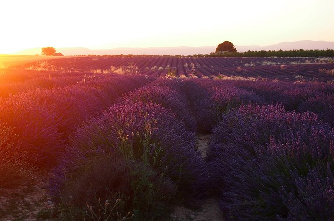 Sunset Lavender Tour in Valensole with pickup from Marseille - What to Bring for a Better Evening