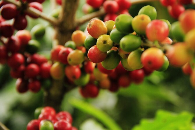 Super Combo Tour: Waterfalls Gardens + Coffee Tour + Poás Volcano - La Paz Waterfall Gardens is the main event