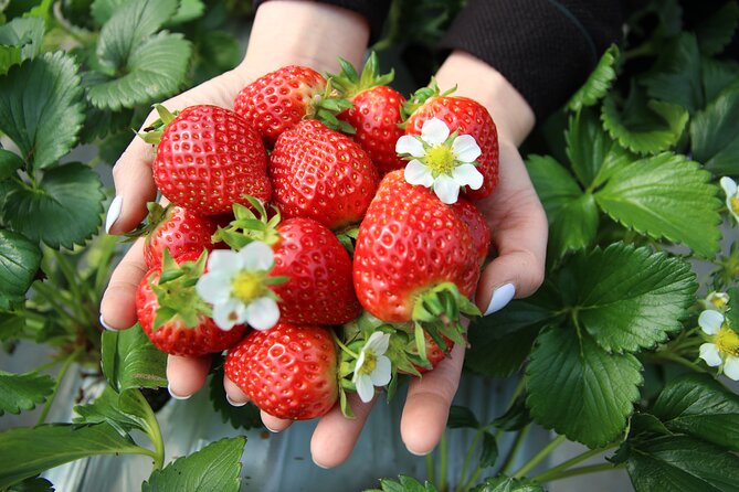 Taean Tulip Festival and Strawberry Picking Day Tour from Seoul - From Seoul streets to Taean’s flower fields
