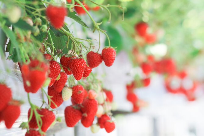 Taean Tulip Festival and Strawberry Picking Day Tour from Seoul - What the $80 price really covers