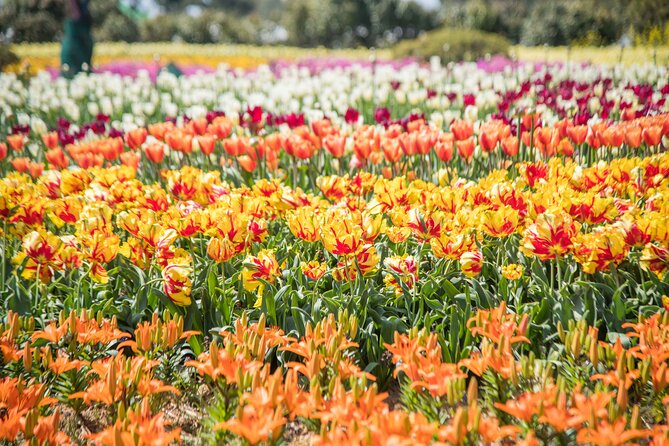 Taean Tulip Festival and Strawberry Picking Day Tour from Seoul - A long day with practical transport advantages