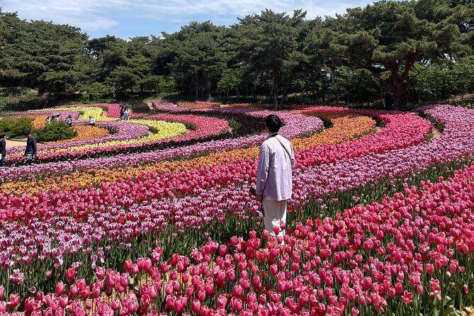 Taean Tulip Festival and Strawberry Picking Day Tour from Seoul - Weather, bloom timing, and the right expectations
