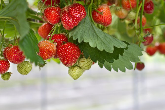 Taean Tulip Festival and Strawberry Picking Day Tour from Seoul - Final call: book it for the combination