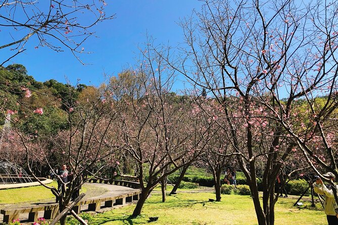 Taipei Cherry Blossom Day Tour to Yangmingshan and Tamsui - Fisherman’s Wharf finishes with sunset
