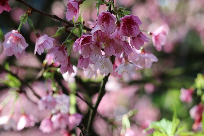Taipei Cherry Blossom Day Tour to Yangmingshan and Tamsui - What the $85 price really covers
