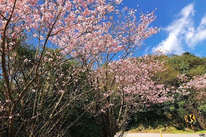 Taipei Cherry Blossom Day Tour to Yangmingshan and Tamsui - The guides can make or break the long schedule
