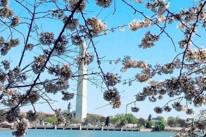 The DC Cherry Blossom Bus Tour with Tidal Basin Guided Walk - Why the guides matter so much