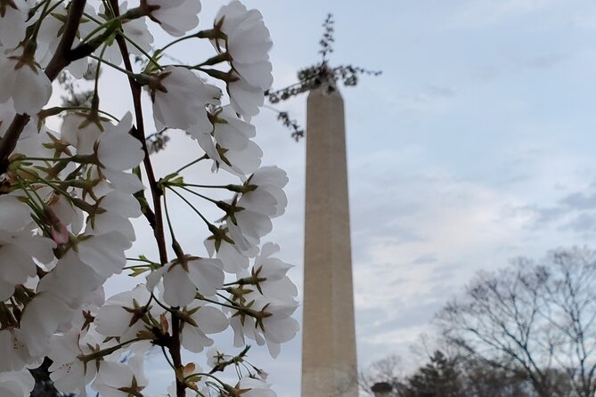 The DC Cherry Blossom Bus Tour with Tidal Basin Guided Walk - The bus, the traffic, and the limits of a peak-bloom day