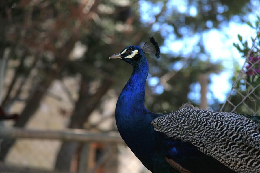 The Limestone Heritage Park and Gardens (Entry Ticket) - Key things to know before visiting