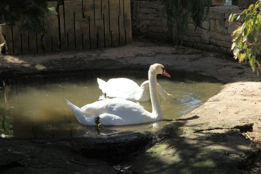 The Limestone Heritage Park and Gardens (Entry Ticket) - Slow down in the citrus garden