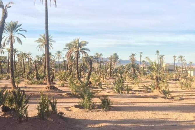 The Majorelle Garden with ticket and the palm grove on camelback - Timing, transport, and private groups