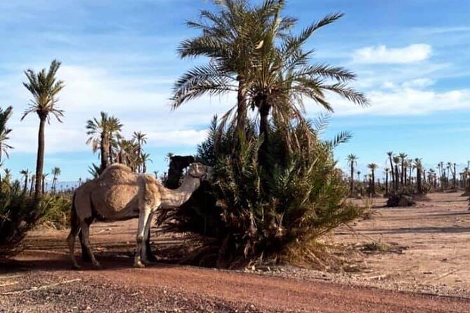 The Majorelle Garden with ticket and the palm grove on camelback - Cancellation and booking checks
