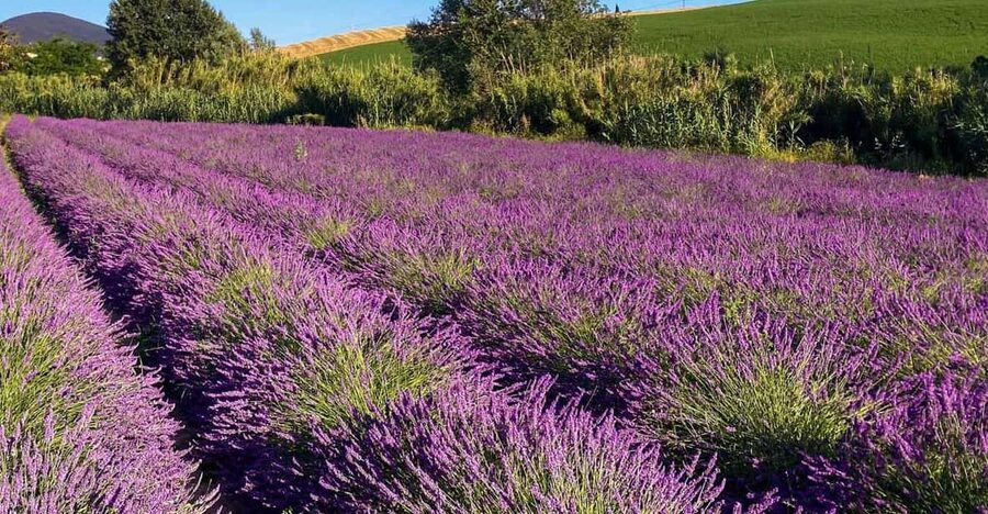 The Tuscan lavender field - Scenic stops made for photographs