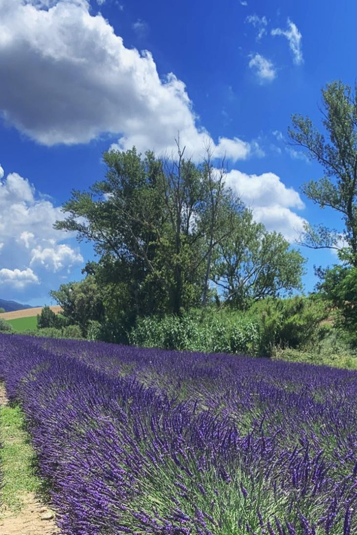 The Tuscan lavender field - Why Marco’s guiding matters