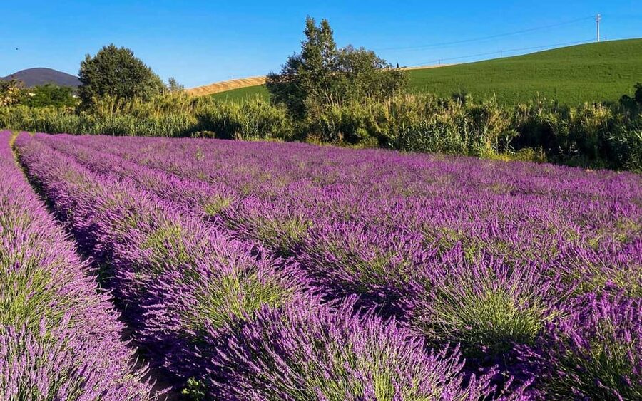 The Tuscan lavender field - Is $113.29 a fair price?