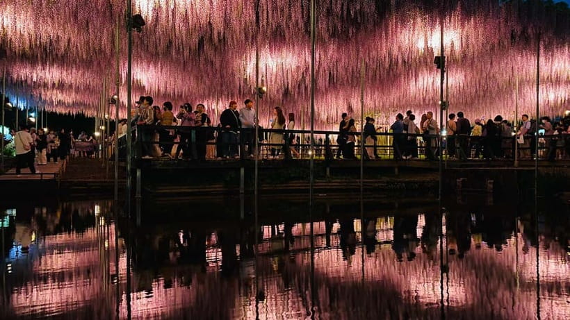 Tokyo: Ashikaga Flower Park with Entry Ticket - Key Points Before You Book