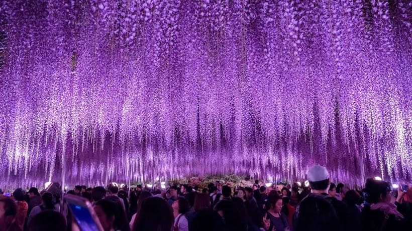 Tokyo: Ashikaga Flower Park with Entry Ticket - Transport From Tokyo and the Finish at Oyama Station