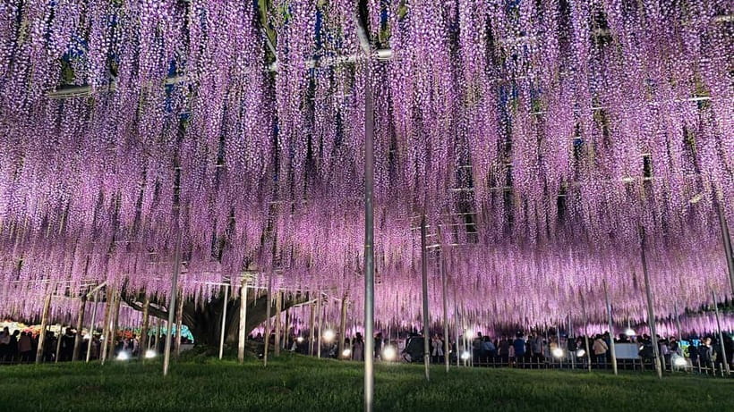 Tokyo: Ashikaga Flower Park with Entry Ticket - The Great Wisteria and the Best Spring Visit
