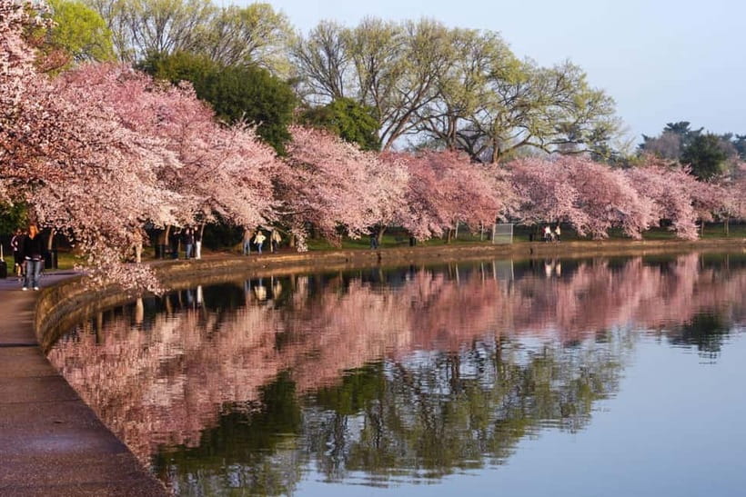 Tokyo Cherry Blossom Express Tour with Boat Ride - Starting at Koishikawa Korakuen Garden