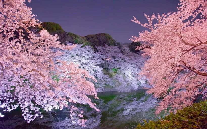 Tokyo Cherry Blossom Express Tour with Boat Ride - The Boat Ride Adds a Different View