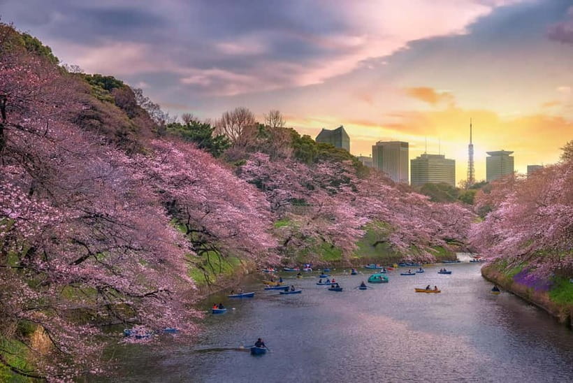 Tokyo Cherry Blossom Express Tour with Boat Ride - Who Will Enjoy This Tour Most