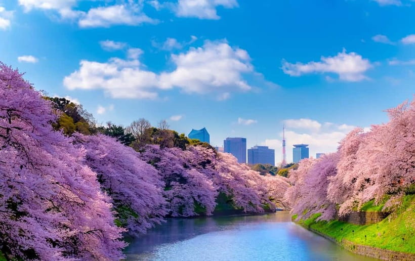Tokyo Cherry Blossom Express Tour with Boat Ride - The 700-Meter Walk at Chidorigafuchi