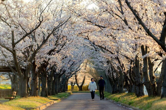 Tokyo Cherry Blossom Half Day Walking Tour with a Local Guide - Meiji Jingu Gaien adds an urban cherry tree avenue