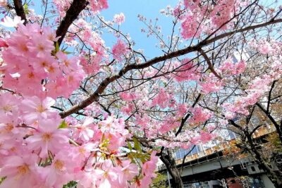 Tokyo Cherry Blossoms blooming spots E-bike Tour, 3hrs