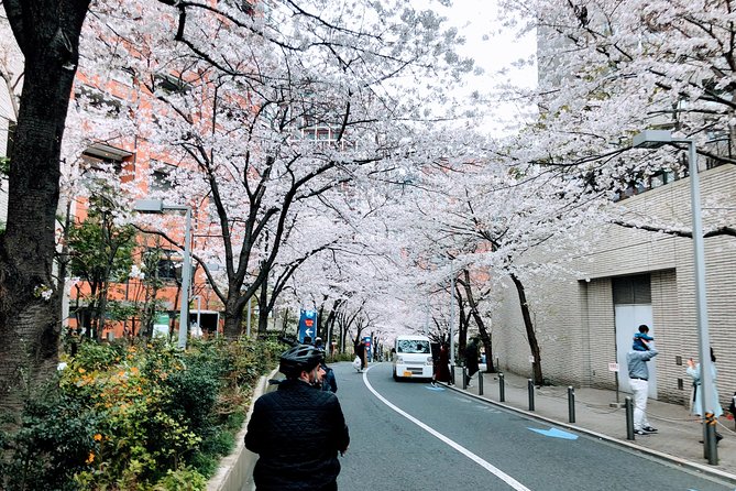 Tokyo Cherry Blossoms blooming spots E-bike Tour, 3hrs - Yasukuni Shrine: blossoms with a cultural setting