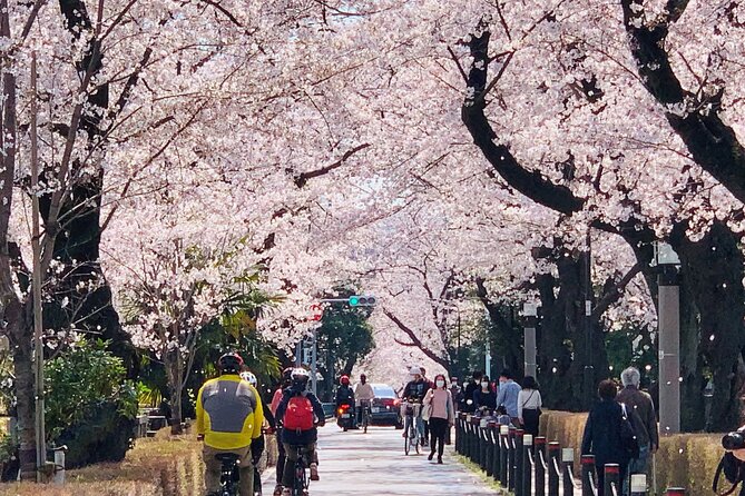 Tokyo Cherry Blossoms blooming spots E-bike Tour, 3hrs - Sotobori Park: riding beside the outer moat