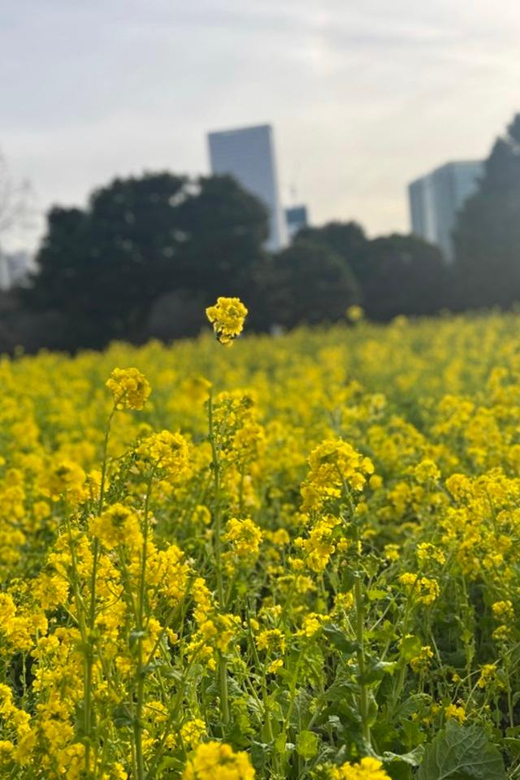 Tokyo: Hama-rikyu Gardens tour with Japanese Tea & Sweets - Who will enjoy this tour most?