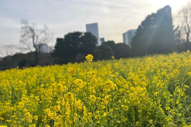 Tokyo: Hama-rikyu Gardens tour with Japanese Tea & Sweets - Why Hama-rikyu Gardens deserves your time