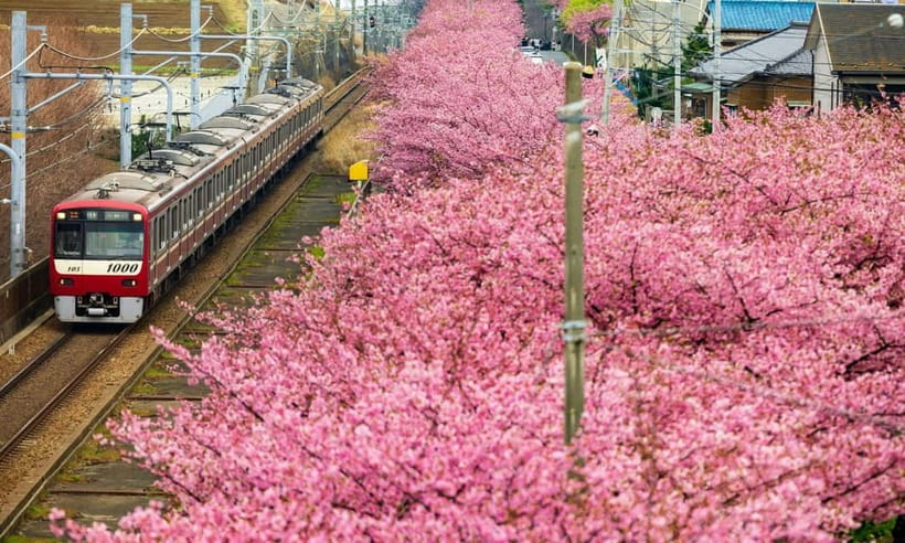 Tokyo: Izu Scenic Train, Volcano, Ocean&Capybara Cuddle Trip - The best parts of the Izu day trip
