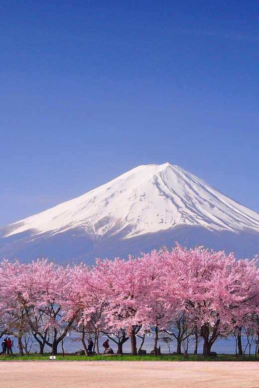 Tokyo: Mt. Fuji & Hakone Cherry Blossoms Private Day Tour - Kitaguchi Hongu Fuji Sengen Jinja and Oshino Hakkai