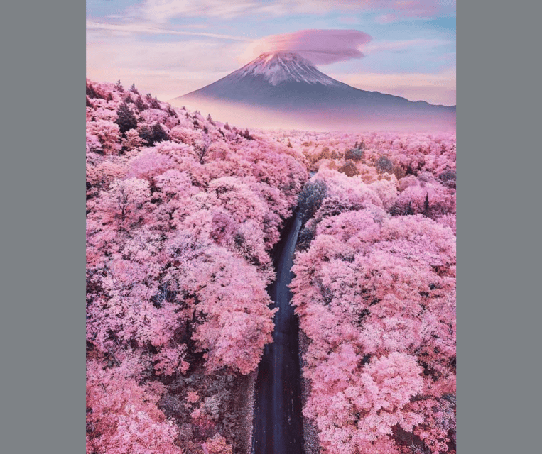 Tokyo: Mt. Fuji & Hakone Cherry Blossoms Private Day Tour - Lake Kawaguchi, street food, and the Kachi Kachi Ropeway