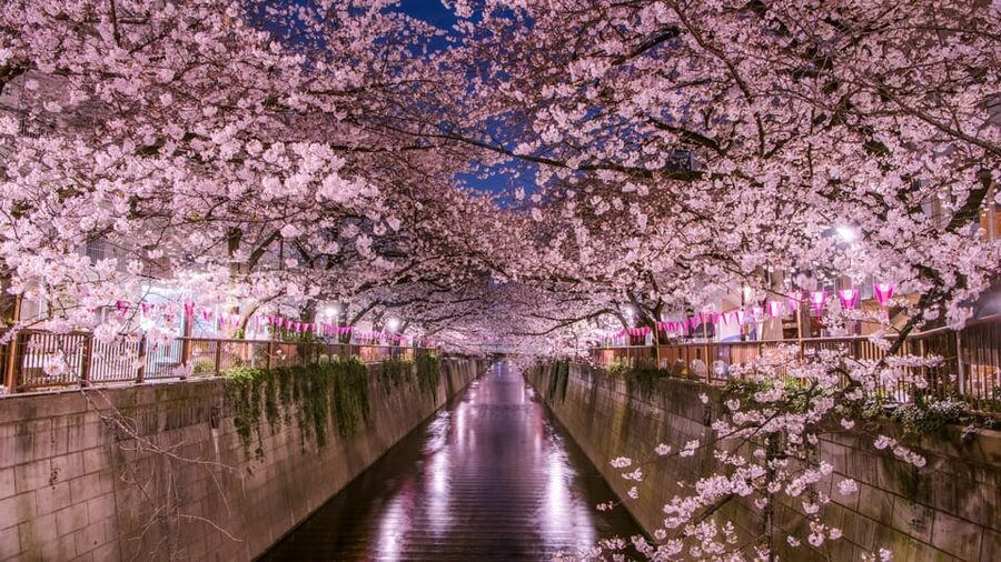 Tokyo: Mt. Fuji & Hakone Cherry Blossoms Private Day Tour - Lake Ashi and Mount Hakone