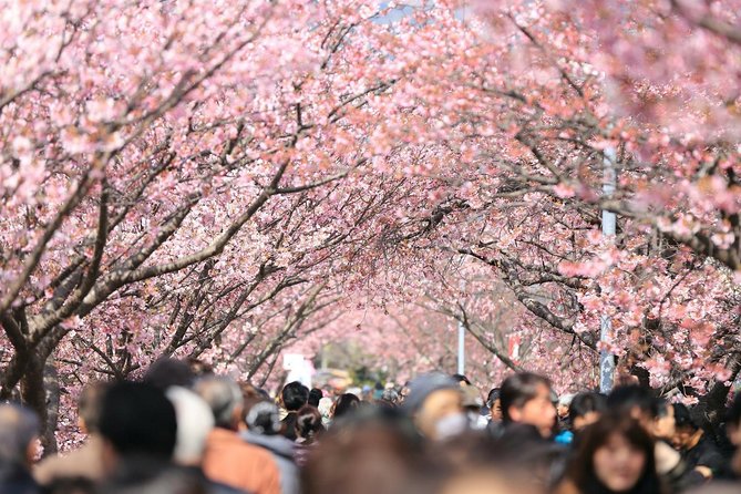 Tokyo Private Cherry Blossom Tour with a Local – Picnic Included - A quieter pause at Yanaka Cemetery