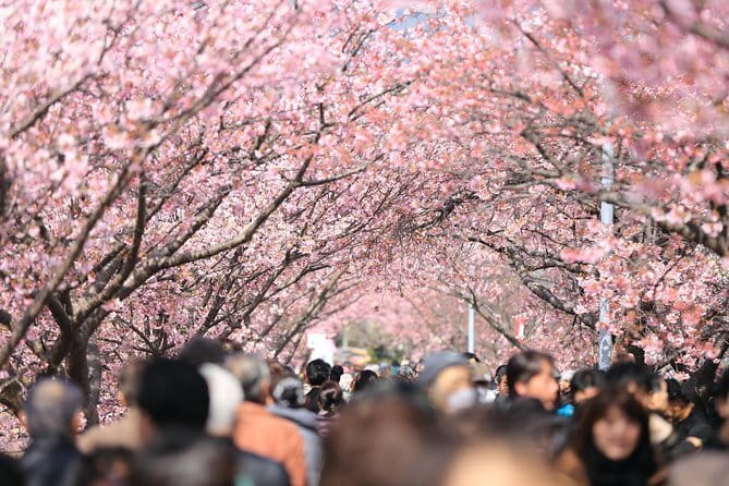 Tokyo Spring Daytime (Cherry Blossom) Food Tour - Key Points Before You Book