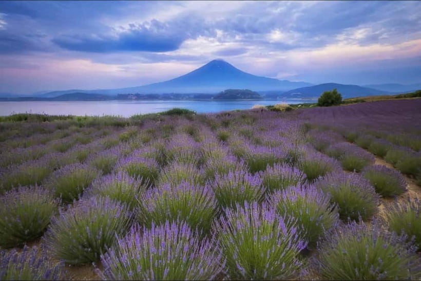 Tokyo Summer: Mt Fuji 5th Station& Kawaguchiko Lavender Trip - The morning pickup from Tokyo
