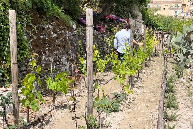 Tour in the heady scents of our garden in Ragusa - A quiet change of pace in Ragusa
