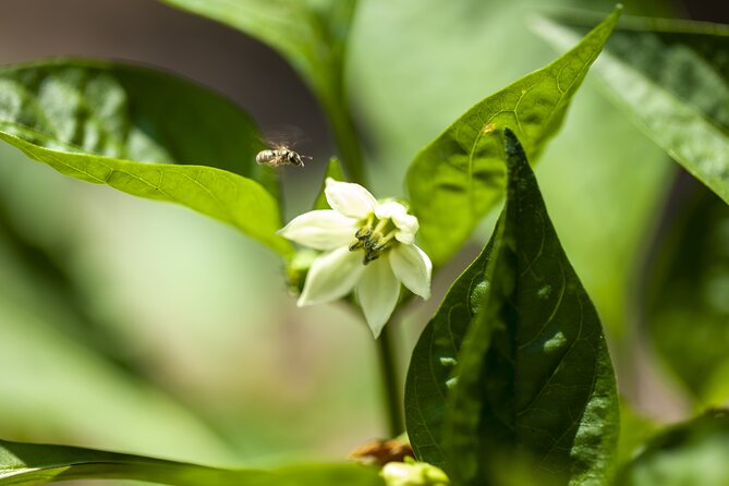 Tour in the heady scents of our garden in Ragusa - Why the guide matters on a one-hour visit