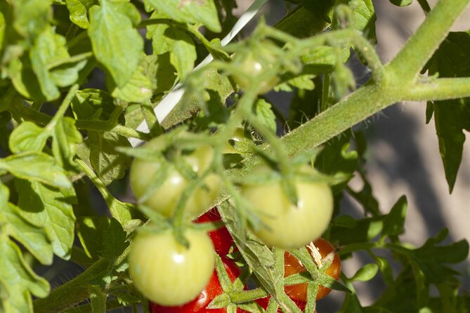 Tour in the heady scents of our garden in Ragusa - Practical points for planning your visit