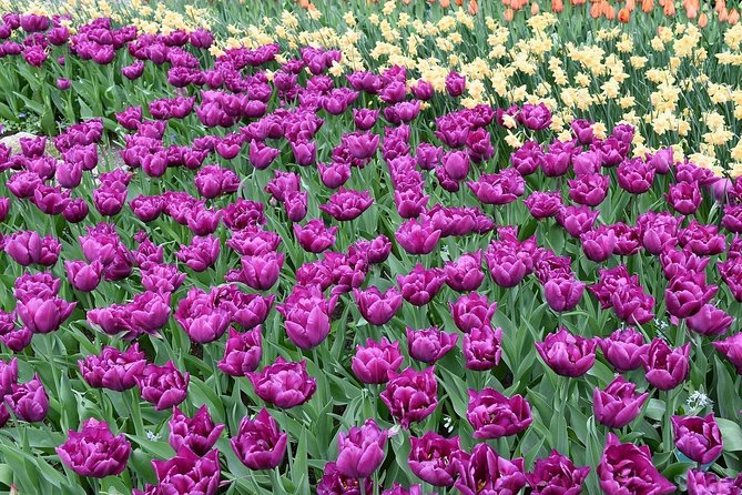 Tour to Giethoorn and Keukenhof Tulip Fields from Amsterdam - Giethoorn by boat and on foot
