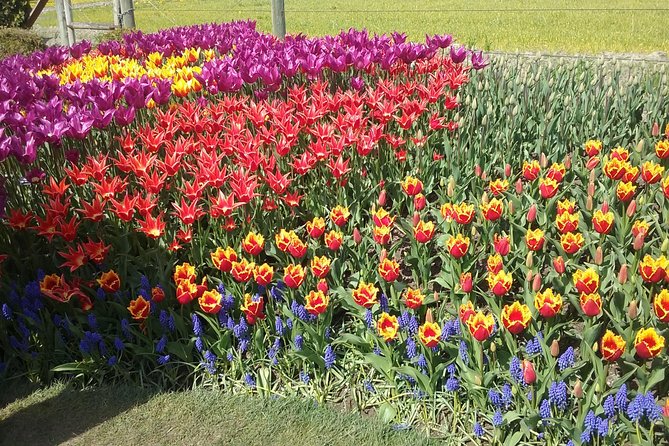 Tulip Festival and Skagit Valley Tour - Tulip Town: a more playful farm visit