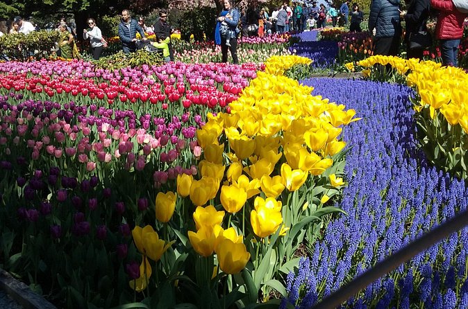 Tulip Festival and Skagit Valley Tour - The festival fields and April timing
