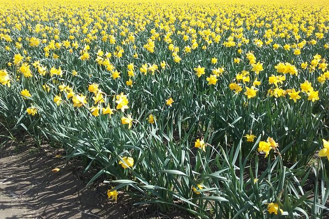 Tulip Festival and Skagit Valley Tour - Choose one of three museums after lunch