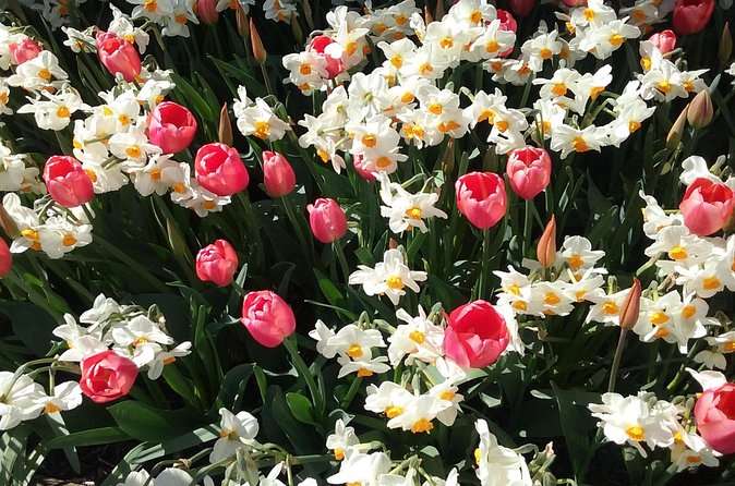 Tulip Festival and Skagit Valley Tour - What the private format adds