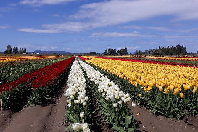 Tulip Festival and Skagit Valley Tour - Roozengaarde: gardens first, fields second