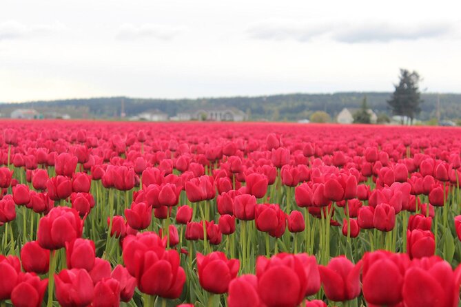 Tulip Festival at Skagit Valley ,La Conner and Deception Pass - Kukutali Preserve and the Swinomish Channel